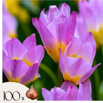 Image de Tulipe - Set de 100 - Tulipa bakeri 'Lilac Wonder' - Bulbes à fleurs