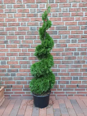 Produktbild von Thujaspirale ‘Smaragd’ 140–150 cm – Thuja occidentalis, immergrün, winterhart bis -30°C, Formschnitt Spirale