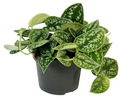 Produktbild von Gefleckte Efeutute 15-20 cm- Scindapsus pictus 'Argyraeus' - Grünpflanze