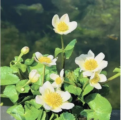 Produktbild von Weiße Sumpfdotterblume FloraSelf Caltha palustris 'Alba' H 10-40 cm Co 0,6 L