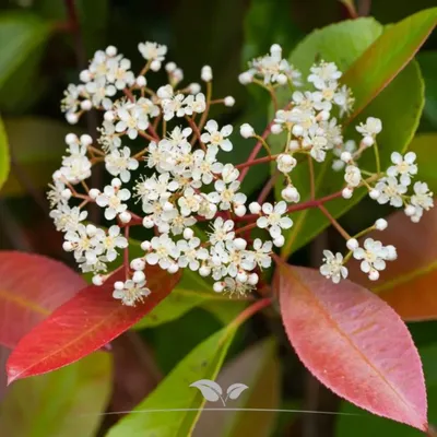Produktbild von Glanzmispel Photinia Red Robin 100-125 cm im Topf, 50x Heckenpflanze