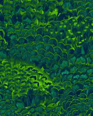 Obrázok produktu pre Sanders & Sanders Zelená a modrá tapeta Plumage 200 x 250 cm