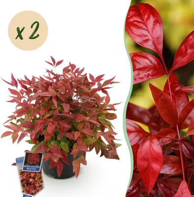 Immagine prodotto di Nandina Blush Pink - Rosa scuro - 2 piante - Sempreverde - Bassa manutenzione - 30-40cm - Ø17cm - Pianta da giardino