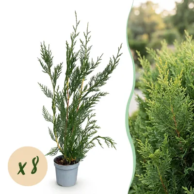Produktbild von Heckenpflanzen - Cupressocyparis leylandii - Blatt grün - 8 Pflanzen - 1 laufender Meter - immergrün - Topf 9cm Höhe 35-40cm - 30-40cm - Ø10cm - Gartenpflanze