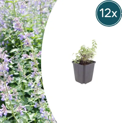 Zdjęcie produktu dla Nepeta faassenii | 12 sztuk - 10-25cm - Ø9cm - Roślina ogrodowa