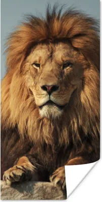 Produktbild von MuchoWow® Poster Löwe - Fels - Porträt 60x120 cm - Wandschmuck