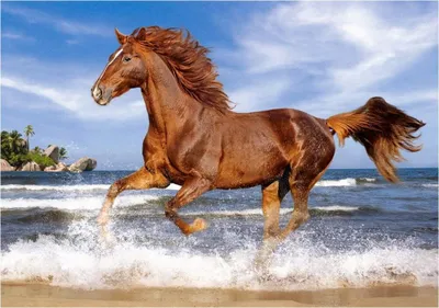Immagine prodotto di CASTORLAND Puzzle Cavallo sulla spiaggia 500 pezzi
