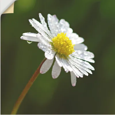 Produktbild von ARTland Wandbild, selbstklebend Gänseblümchen Größe: 70x70 cm