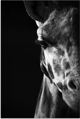 Produktbild von MuchoWow® Poster Tierprofil Giraffe in schwarz und weiß 80x120 cm - Papierdruck