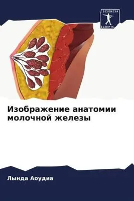 Produktbild von Izobrazhenie anatomii molochnoj zhelezy