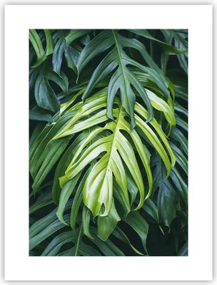 Produktbild von Poster - Poster ohne Rahmen - Blume Natur - 30x40 cm - Wand Bild - Wanddeko - Wandbilder - Kunstposter - Wandposter - Bilder - Kunstdruck - Wanddekoration - Wandbild - P2XPA30x40-3951