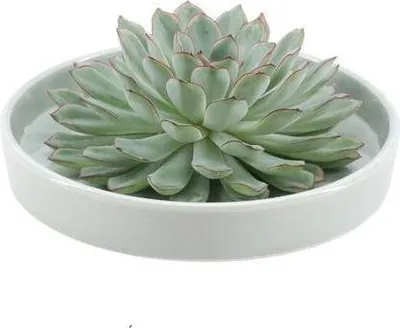 Produktbild von Echeveria pulidonis Rootless Ø20cm Grüne Schale Sukkulente Deko Tischschmuck