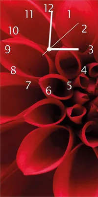Produktbild von Wallario Design Wanduhr bedruckt, Größe 30 x 60 cm, Motiv: Rote Dahlienblüte in Nahaufnahme