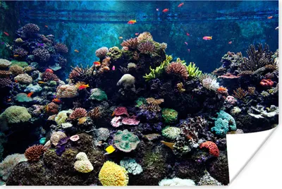 Produktbild von MuchoWow® Poster Aquarium mit tropischen Fischen und Korallen 60x40 cm - Schlafzimmerdekoration