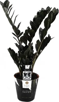 Produktbild von Zamioculcas „Raven“ schwarz – Palmen-Zamioculcas – Farn-Zamioculcas, 17 cm Topf