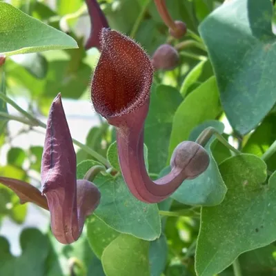 Obrázek produktu pro Aristolochia baetica – 5 semen