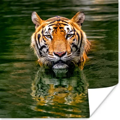 Produktbild von MuchoWow® Poster Tiger im Wasser 100x100 cm - Babyzimmer