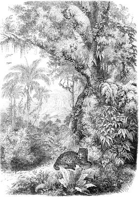 Immagine prodotto di ESTAhome fotomurale giungla bianco e nero 200 x 279 cm