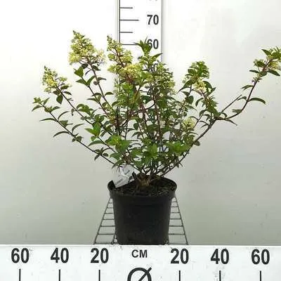 Produktbild von Hydrangea pan. 'Sundae Fraise'® - Rispenhortensie 40- 50 cm Container