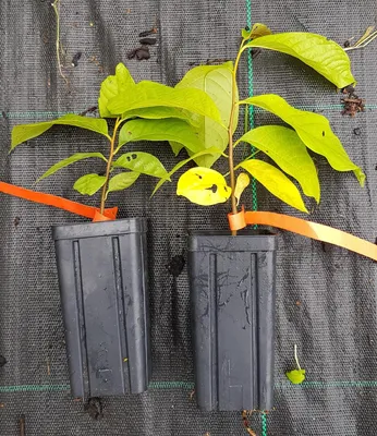 Image de Asimina triloba (Semis) / Asiminier