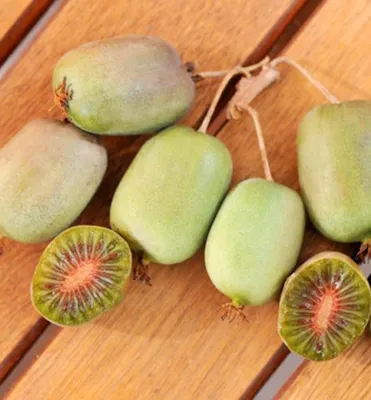 Produktbild von Mini-Kiwi ´LUCY´ 40-50 cm, Cont. 1,6 l