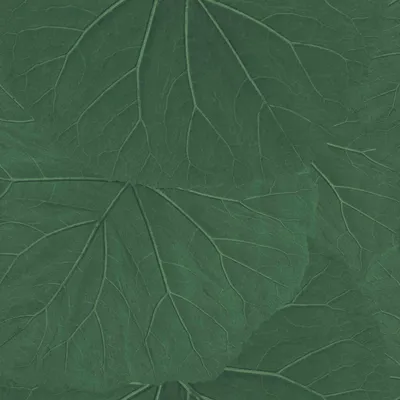 Produktbild von ESTAhome Tapete große Blätter Dunkelgrün 53 cm x 10.05 m