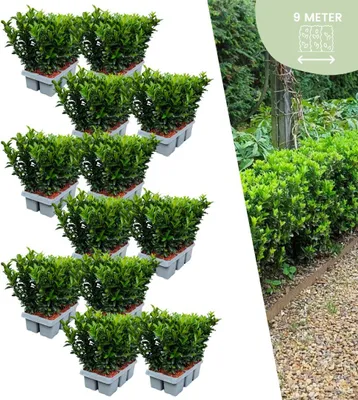 Produktbild von Plants by Frank | 72 Grüne Spindelstrauch Heckenpflanzen | Euonymus japonicus 'Green Spire' | Buchsbaum ersatz | winterharten Heckenpflanzen