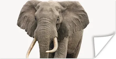 Produktbild von MuchoWow® Poster Elefant - Kinder - Tiere - Mädchen 40x20 cm - Poster für die Wand - Poster Schlafzimmer