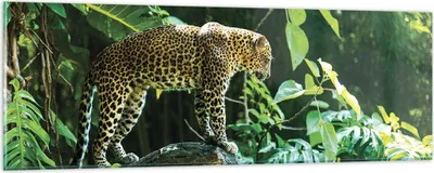 Produktbild von Bilder auf glas - Einteilig - Dschungel Leopard Panther - 90x30cm - Glasbilder - Wandbilder - Bilder - zum Aufhängen bereit - Wanddekoration aus Glas - Glas Bilder - Wandbild auf Glas - GAB90x30-4502