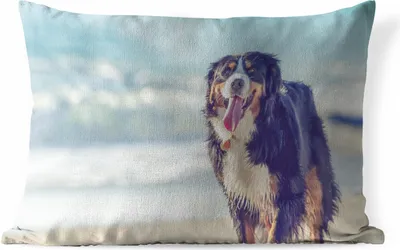 Produktbild von MuchoWow® Outdoor Kissen - Ein Berner Sennenhund beim Spaziergang am Strand - 60x40 cm - Wetterfest - Lounge Kissen - Zierkissen - Kissen für Innenräume