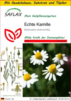 Produktbild von SAFLAX Anzucht Set - Echte Kamille - Matricaria chamomilla - 300 Samen - Mit Mini-Gewächshaus, Anzuchtsubstrat und 2 Töpfen