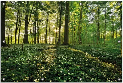 Produktbild von Wallario Outdoor-Poster für Garten oder Balkon, Motiv Waldanemonen und Sonnenstrahlen im Wald, in ca. 80 x 120 cm