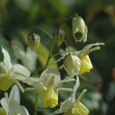 Produktbild von 6 x Elfenblume schwefelgelb - Epimedium versicolor 'Sulphureum'  | Topf 9cm x 9cm