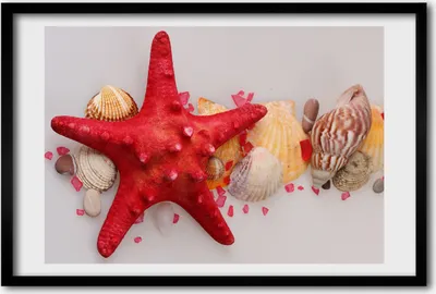 Produktbild von Bild 60x40 MDF-Rahmen, Wandkunst Seesterne und Muscheln