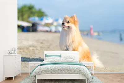 Produktbild von MuchoWow® Fototapete für Wohnzimmer oder Schlafzimmer Wandtapete Vinyl Motivtapete Pomeranian am Strand - 525x350 cm - Das Hintergrundbild