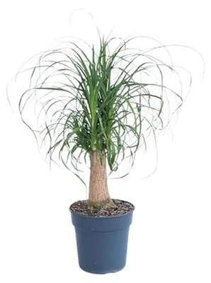 Productafbeelding van Kamerplant - Tropische plant - Woonkamer decoratie - Robuuste stam - Pot 21 cm - Groen