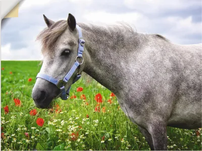 Produktbild von ARTland Wandbild, selbstklebend Welshpony Größe: 60x45 cm