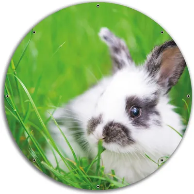 Produktbild von Wallario rundes Outdoor-Poster für Garten oder Balkon, Motiv Süßer Hase im grünen Gras, 60 cm Durchmesser