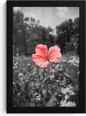 Produktbild von MuchoWow® MuchoWow® Gerahmtes Poster Blumen - Rosa - Schwarz - Weiß 20x30 cm - Poster mit zchwarzem Bilderrahmen - Drucken - Bilder Poster im Rahmen