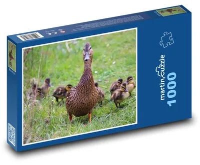 Obrázok produktu pre Puzzle 1000 Kačica s mláďatami na lúke - martinpuzzle