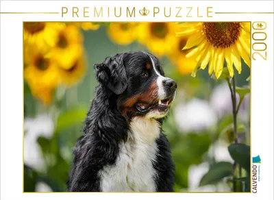 Produktbild von CALVENDO Puzzle Sonnenblumenzeit | 2000 Teile Lege-Größe 90x67cm Foto-Puzzle für glückliche Stunden