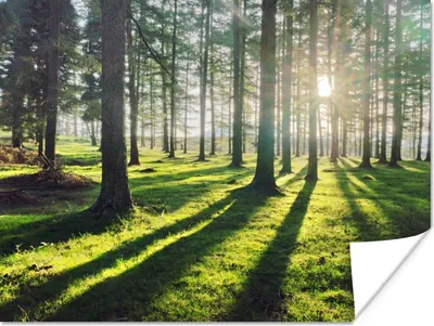 Produktbild von MuchoWow® Poster Bäume - Natur - Wald 160x120 cm - Foto Plakat