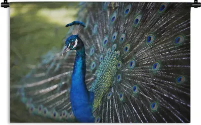 Produktbild von MuchoWow® Wandteppich Wandbehang Pfau - Vögel - Blau 90x60 cm Tapisserie Dekoration Wandtuch - Wandskulpturen - Bildteppich