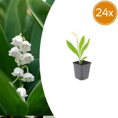 Image de Convallaria majalis | 24 pièces - 10-25cm - Ø9cm - Plante de jardin