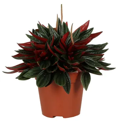 Productafbeelding van JUNAVERA Peperomia Caperata Rosso | In 10 cm Pot