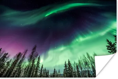 Produktbild von MuchoWow® Poster Nordlichter - Nadelbaum - Alaska 180x120 cm - Fotoplakat
