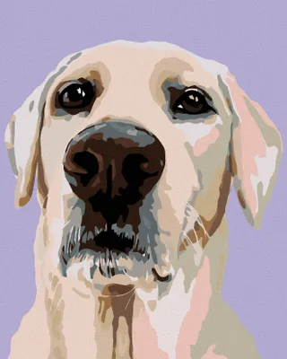 Produktbild von Zuty - Malen nach Zahlen - LABRADOR RETRIEVER, 40x50 cm, ohne Keilrahmen