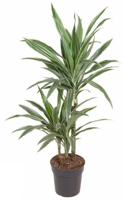Produktbild von Drachenbaum XXL 100cm Zimmerpflanze