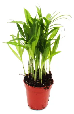 Produktbild von Mini-Pflanze – Chamaedorea elegans – Bergpalme – ideal für Schalen und Gläser – Jungpflanze im 5,5-cm-Topf