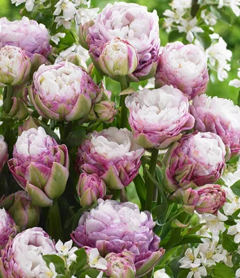 Produktbild von BALDUR Garten Gefüllte Tulpe 'Peggy Wonder',5 Zwiebeln, Tulipa, Blumenzwiebeln, mehrblütig, winterhart, pflegeleicht, blühend, Schnittblume, große dicht Blüten
